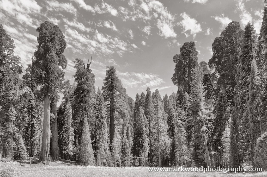 Sequioa & King’s Canyon